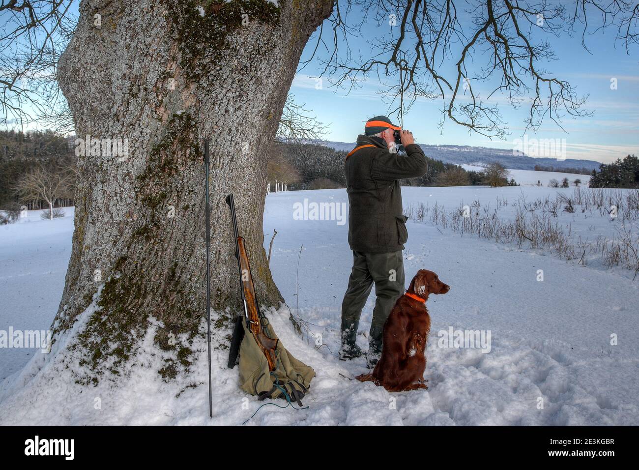 In winter a hunter with his Irish Setter hunting dog stands under a mighty old oak tree and watches his hunting area through binoculars. Stock Photo