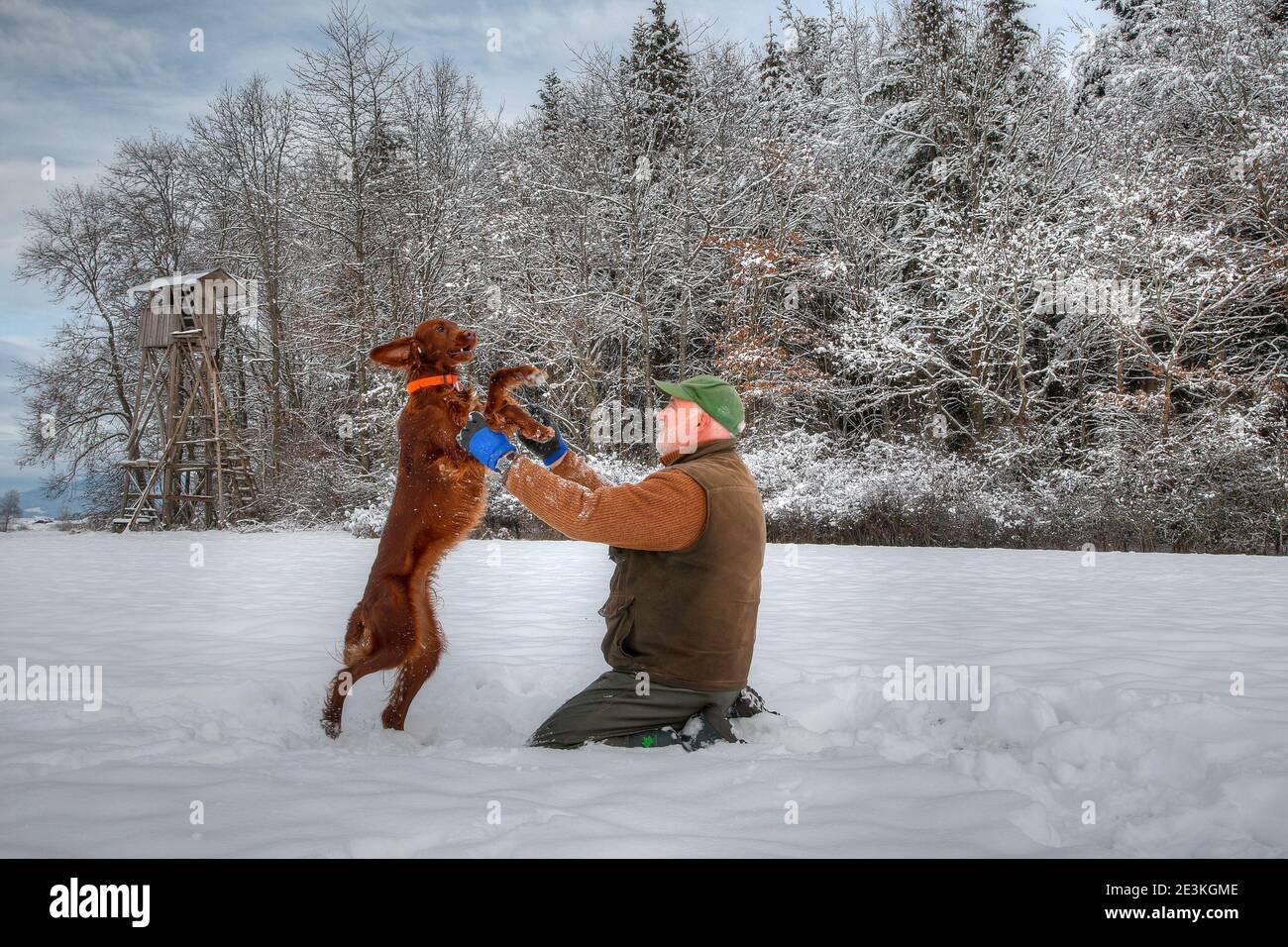 A hunter happily plays with his young Irish Setter hunting dog in the snow in front of his hunting pulpit. Stock Photo
