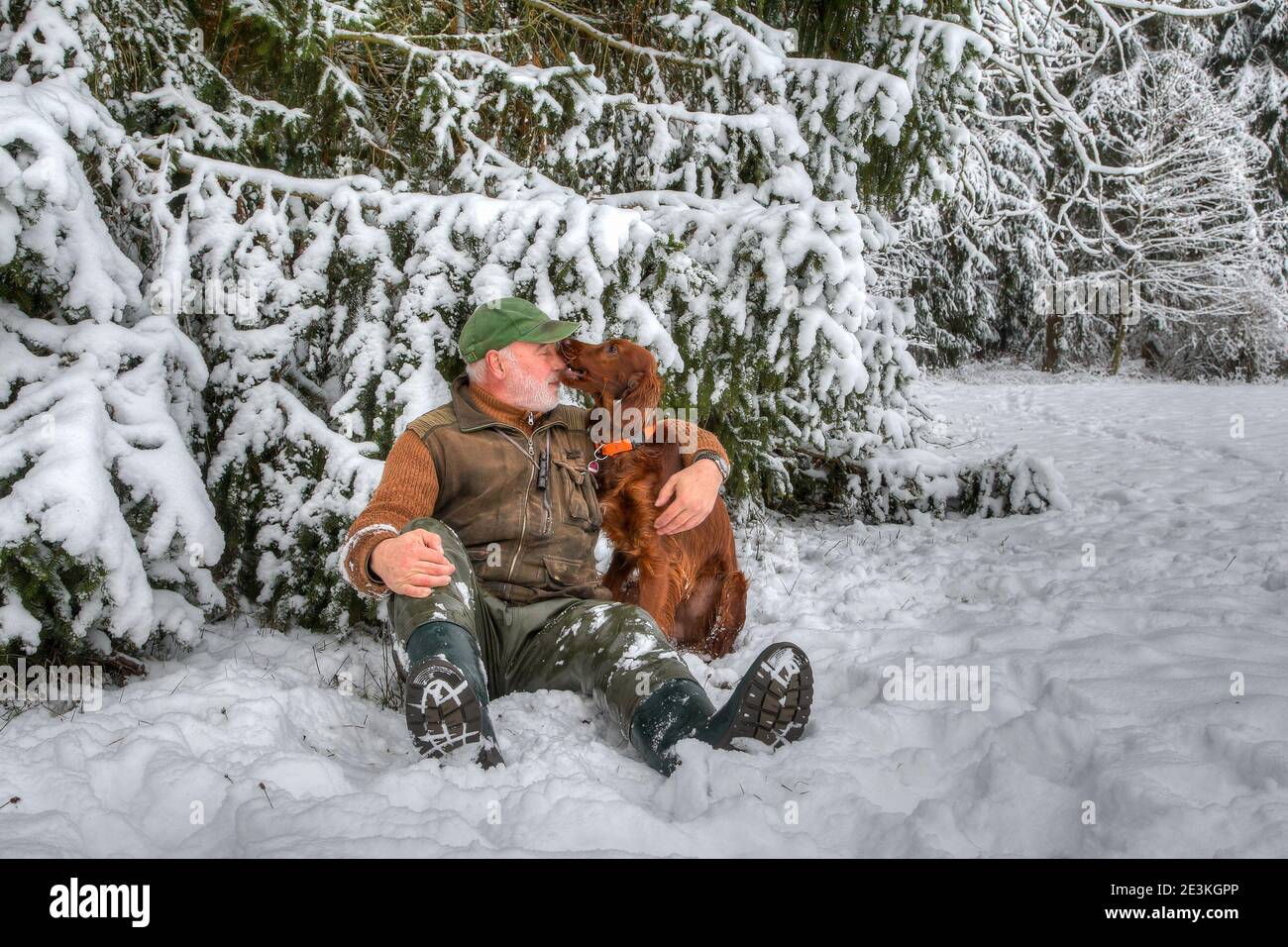 Close friends. In the snowy winter forest an elderly hunter sits in the snow with his young Irish Setter hunting dog and is tenderly bitten in the nos Stock Photo
