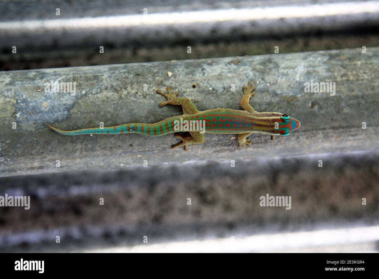 Neon green gecko in Mauritius Stock Photo