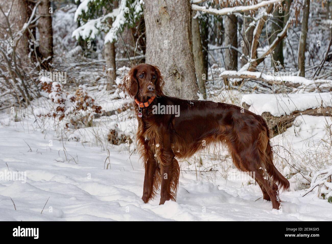 A beautiful Irish Setter hunting dog stands in the snow at the edge of the forest and carefully watches the hunting area. Stock Photo