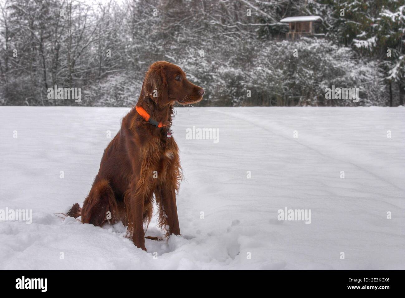 On a snowy meadow in front of the hunting pulpit, a beautiful Irish Setter hunting dog sits in the snow and carefully watches the surroundings. Stock Photo