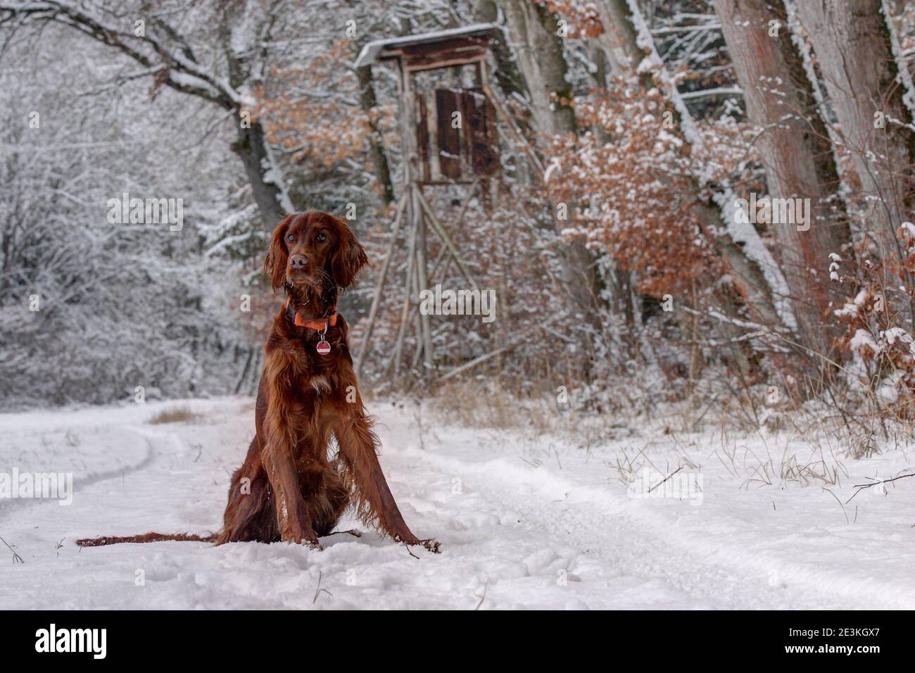 The hunter's beautiful, red Irish Setter hunting dog sits on the edge of the forest in the snow in front of the hunting pulpit on a winter morning. Stock Photo