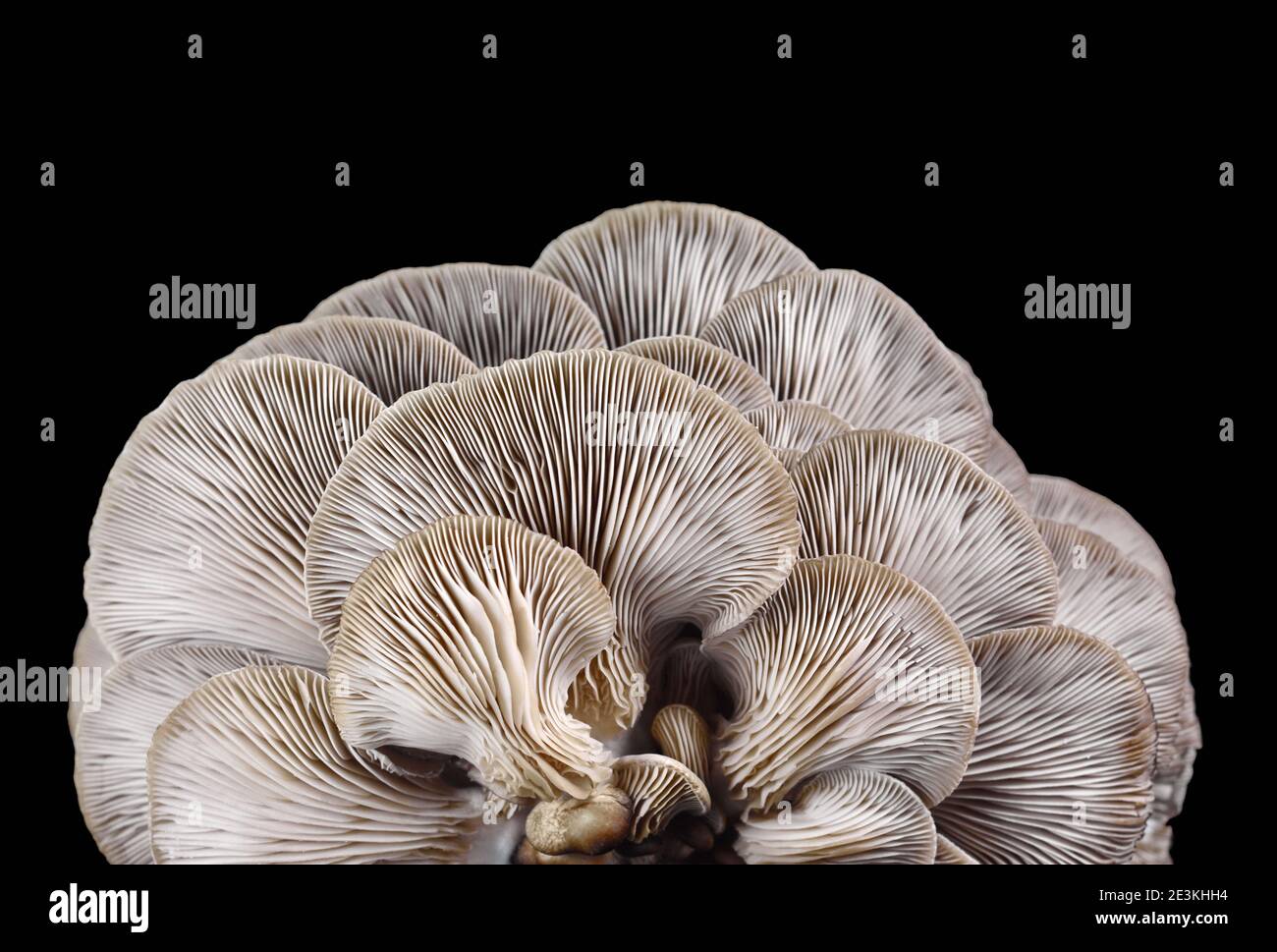 oyster mushroom isolated on black background Stock Photo