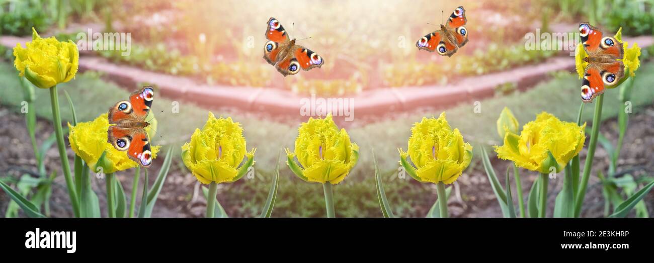 Widescreen unfocused background of tulips and butterflies. Selective focus, art design Stock Photo