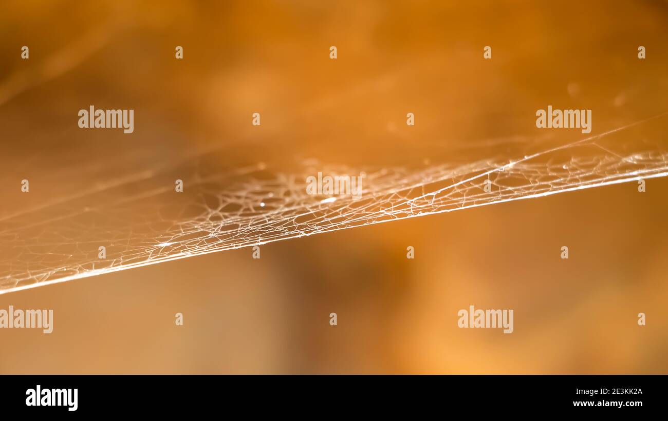 Natural web spider Stock Photo