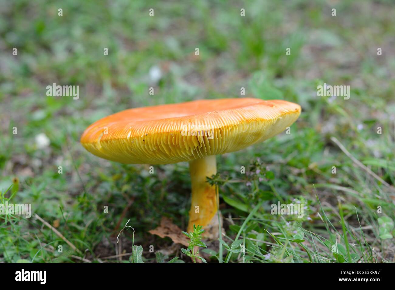 Mushrooms background. Amanita Caesarea Mushrooms, also known as Caesars