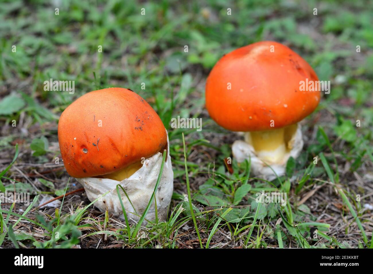 Mushrooms background. Amanita Caesarea Mushrooms, also known as Caesars