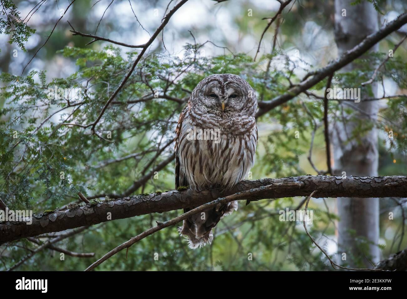 A Barred Owl (Strix varia) is perching on a tree near Halifax, Nova Scotia, Canada. Stock Photo