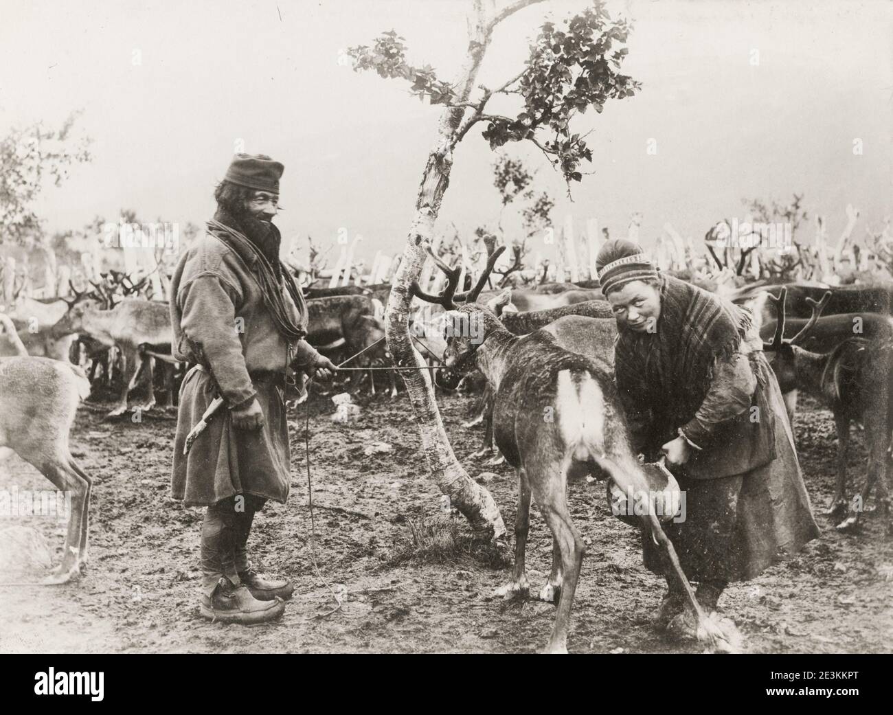 Vintage 19th century photograph: Sami man and woman milking a reindeer, Norway. Stock Photo