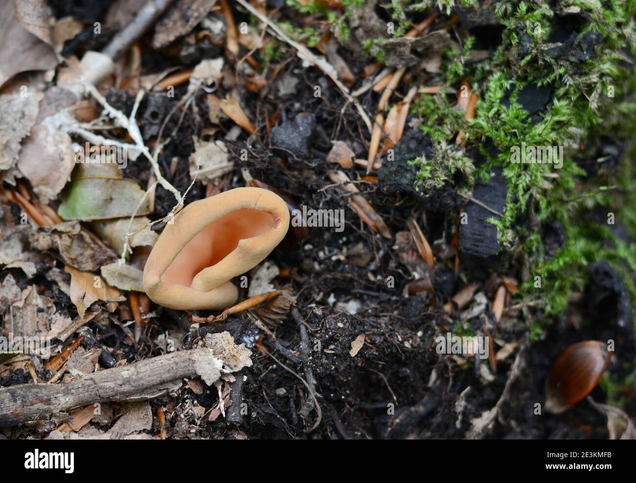 Otidea tuomikoskii, known as a Split goblet or rabbit ear fungus, wild fungi Stock Photo