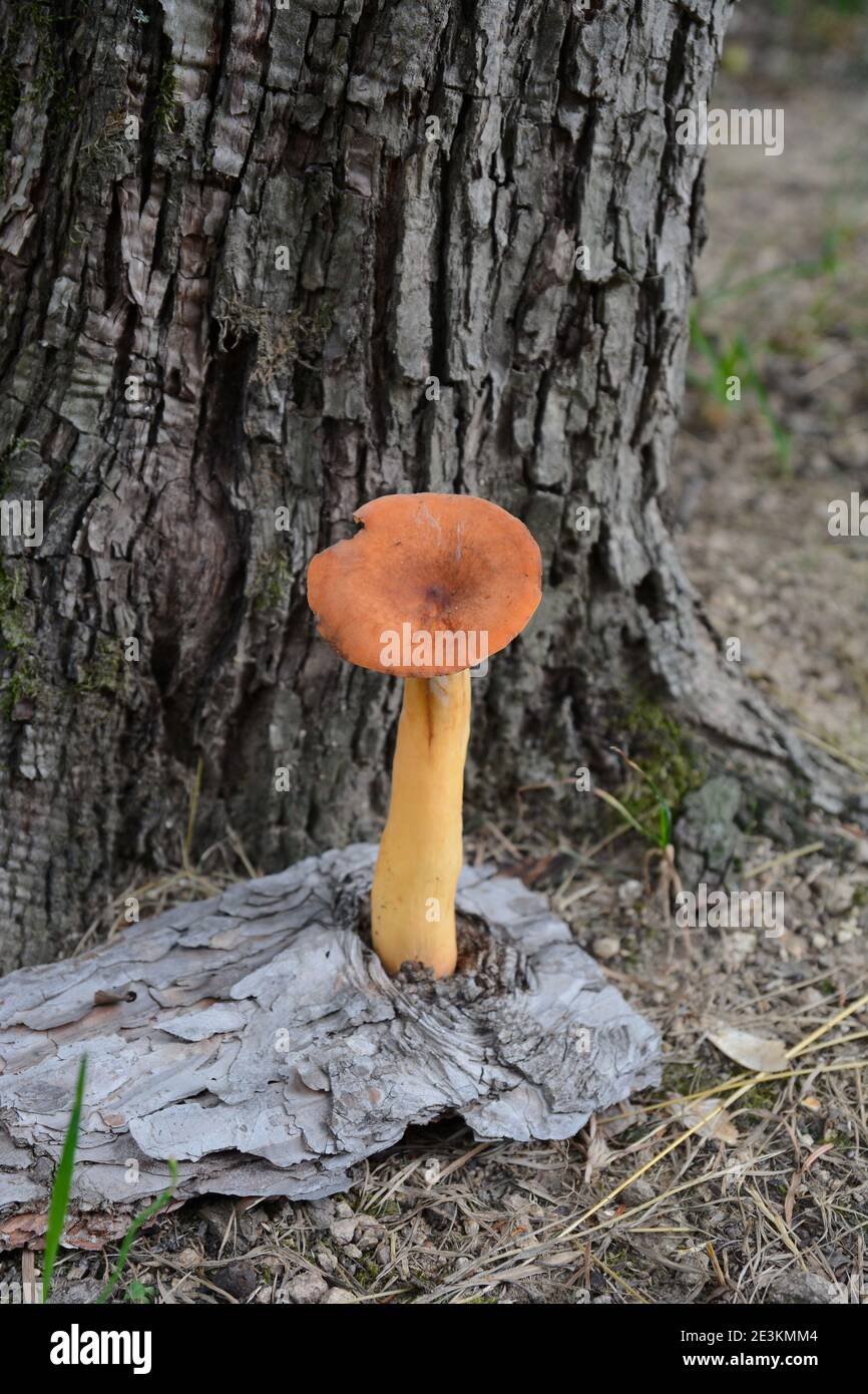 Lactarius volemus, delicious edible wild mushroom, with lot of common names, Weeping milk cap, Tawny milkcap, The orange-brown milky, Leatherback mush Stock Photo