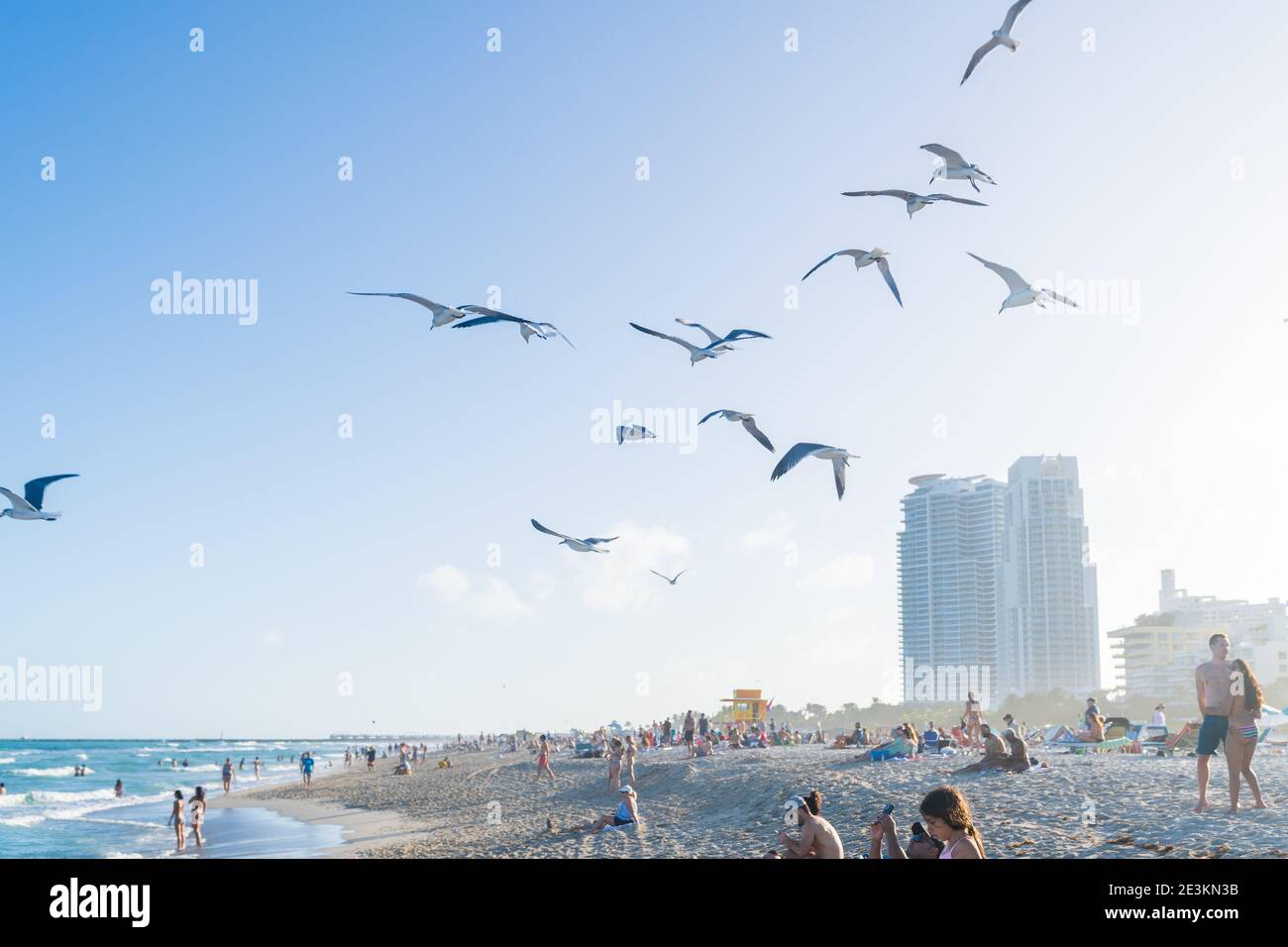Miami, Florida - January 1, 2021: A Flock of Seaguls Flying Over The Beaches of Miami Florida. Stock Photo