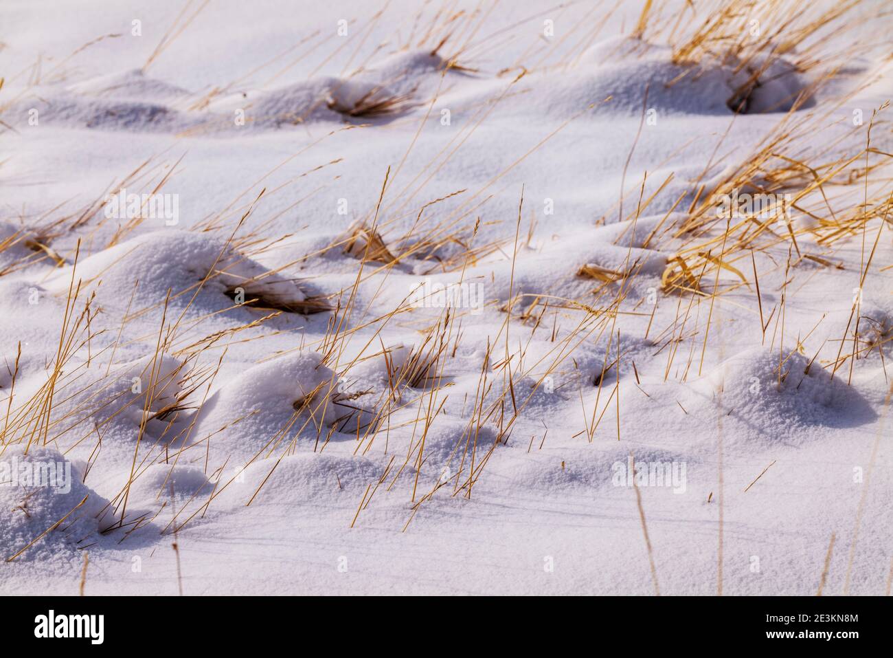 Dormant grass growing up through fresh snow on Central Colorado ranch pasture Stock Photo