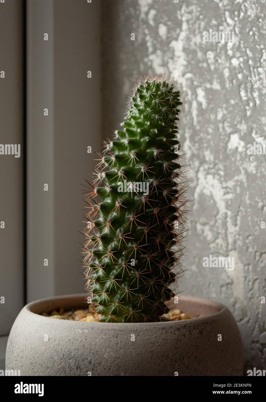 Tall plant house interior hi-res stock photography and images - Alamy