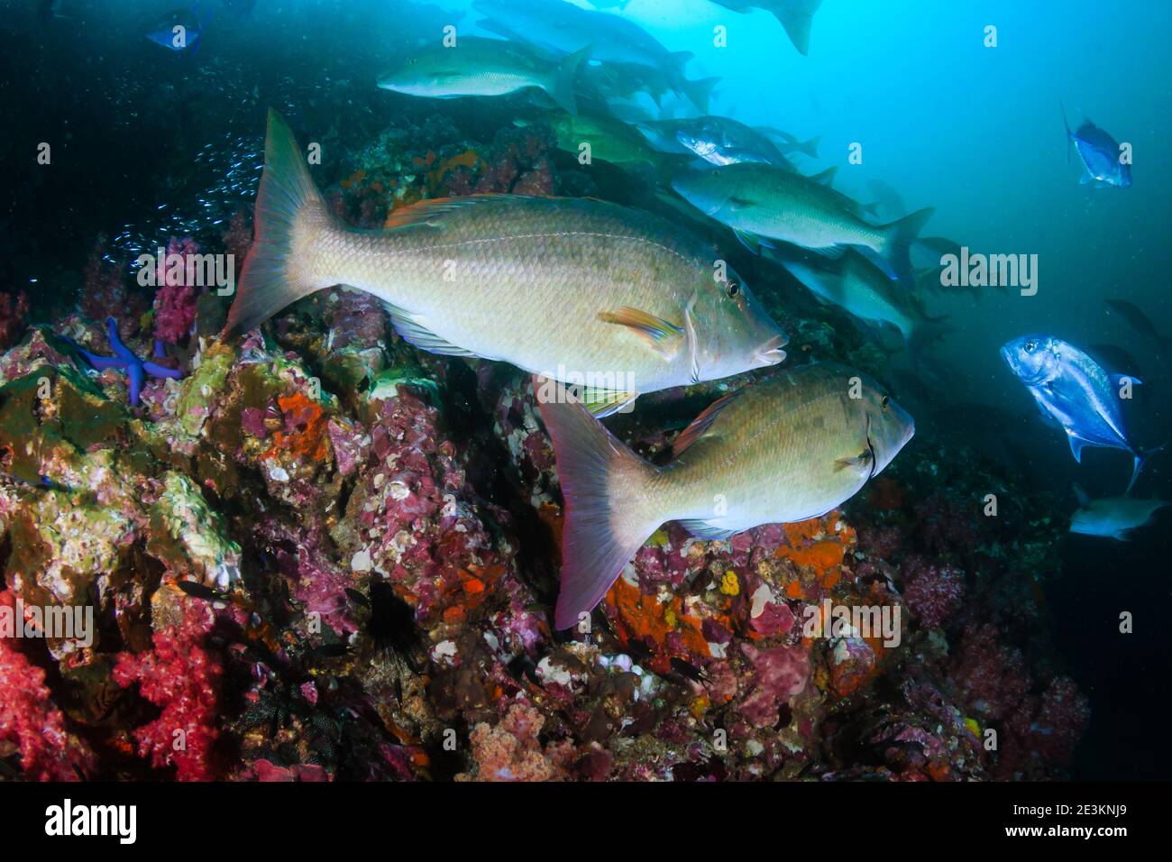 Long-nose emperor and Trevally hunting in groups on a dark but colorful tropical coral reef (Richelieu Rock, Thailand). Stock Photo