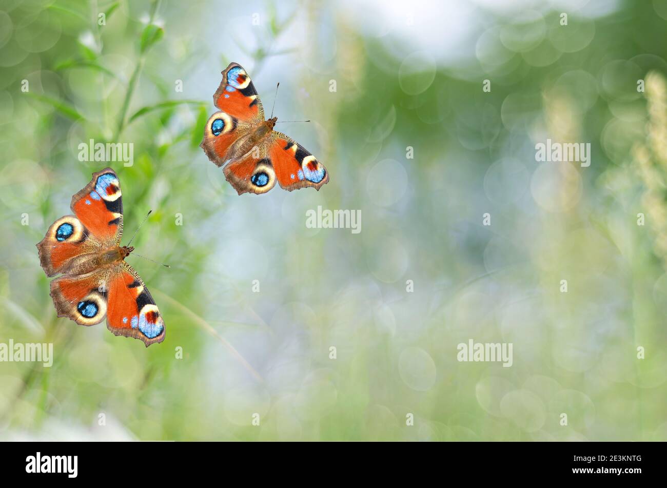 Unfocused summer background with butterflies. Selective focus Stock Photo