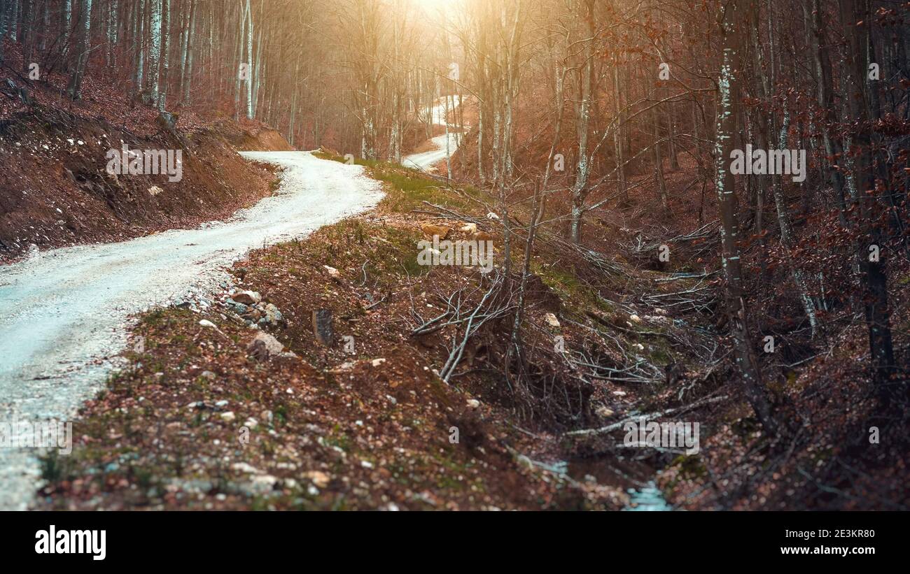 Windy road through forest in sundown Stock Photo