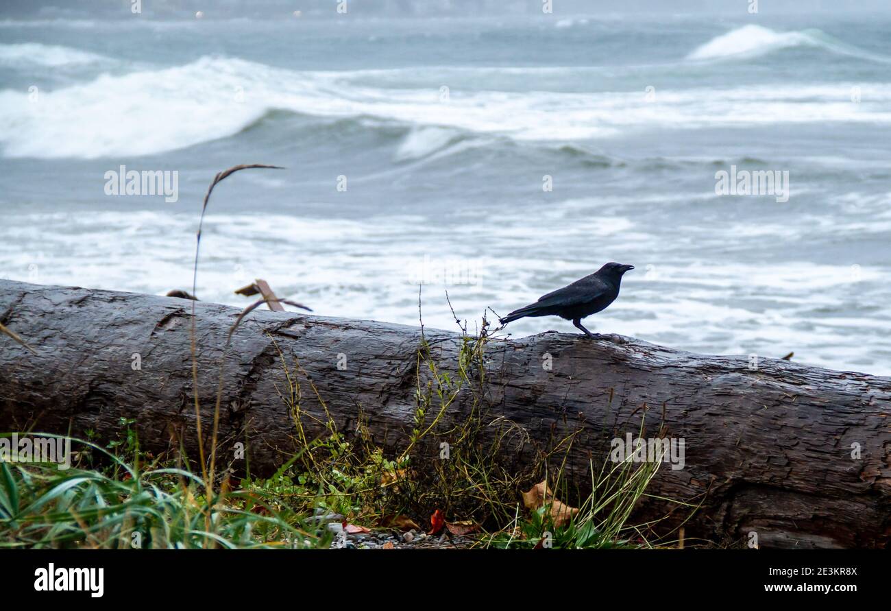 Raven sitting on a log at the beach.  Stormy winter day on Vancouver Island.  Rough sea, waves breaking on the beach. Stock Photo