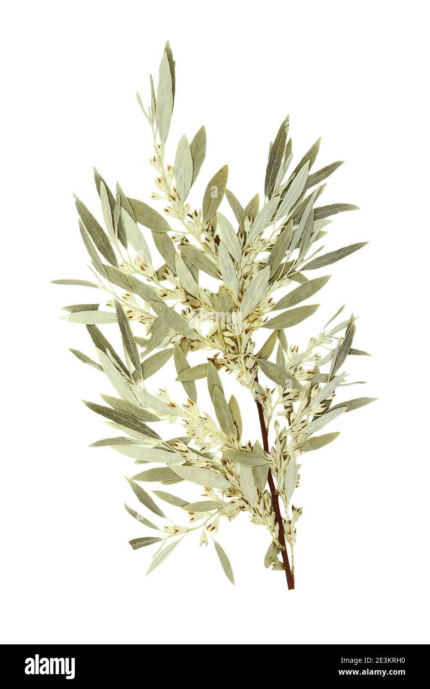 Herbarium with dry pressed on white background. Salix daphnoides. Stock Photo