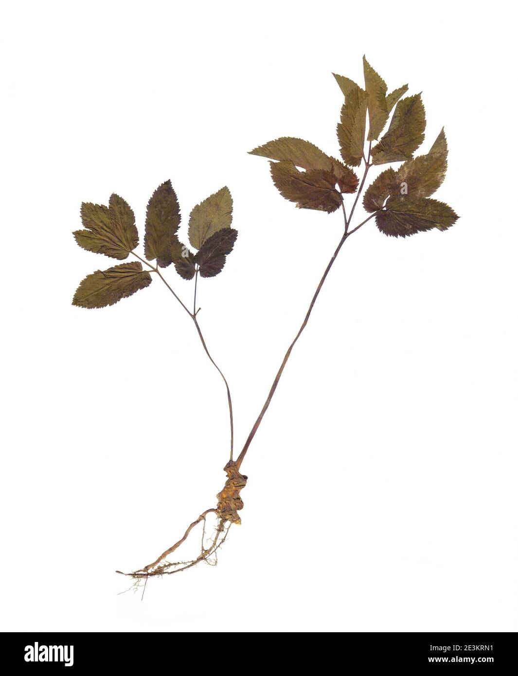 Herbarium with dry pressed plants on white background. Rubus hirtus. Stock Photo