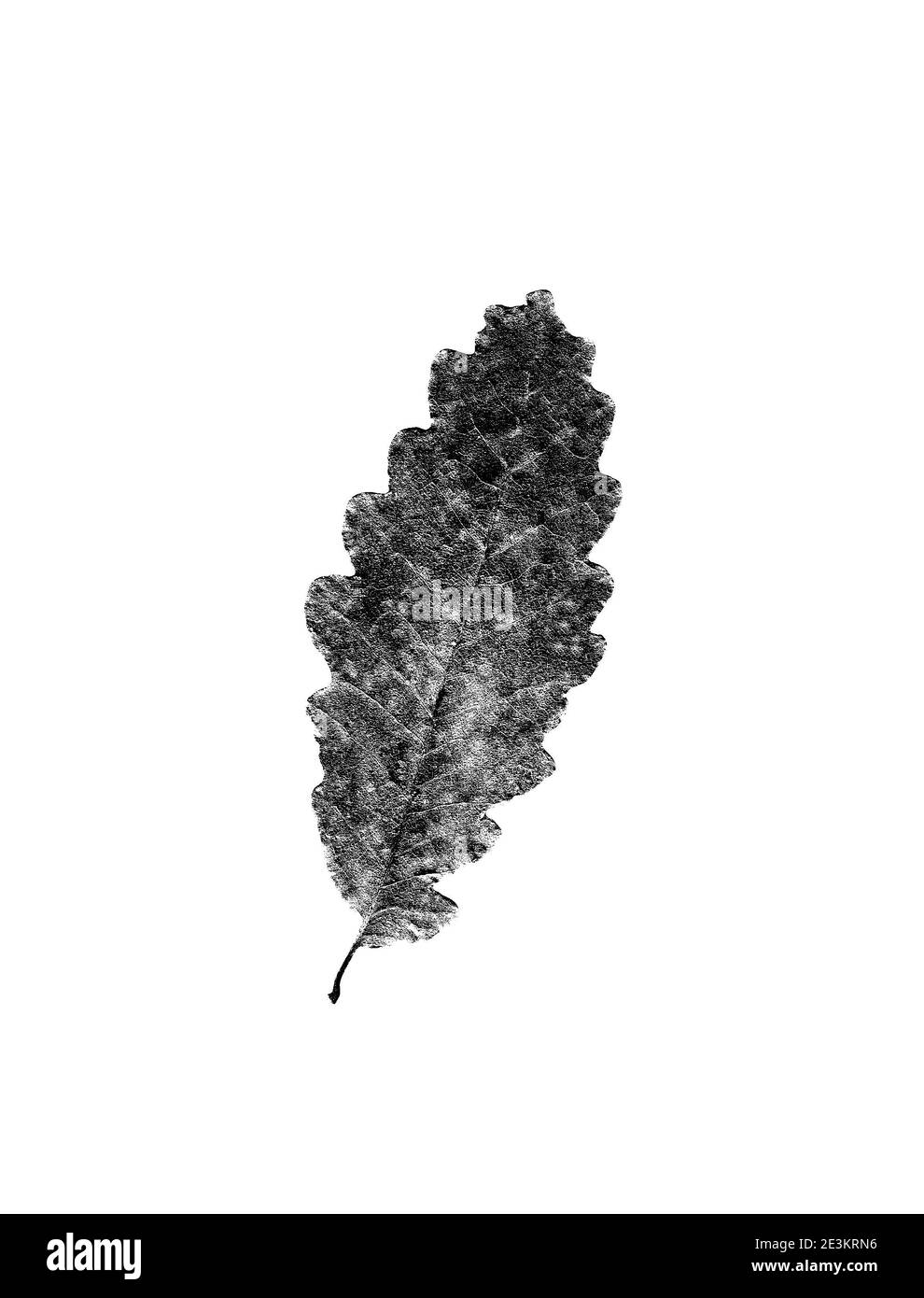 Closeup oak leaf Black and White Stock Photos & Images - Alamy