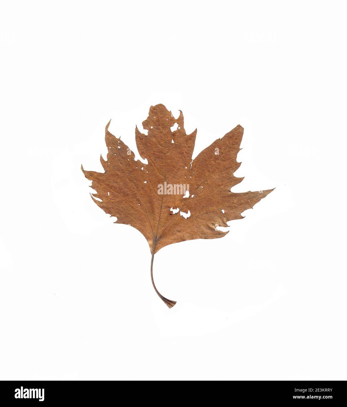 autumn leaf isolated on white background Stock Photo - Alamy
