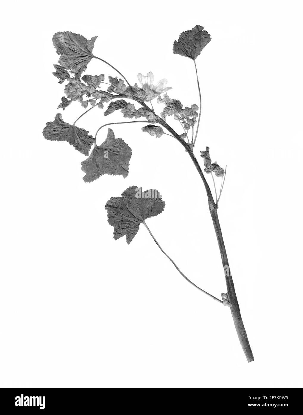 Herbarium with dry pressed plants on white background. Malva silvestris. Stock Photo