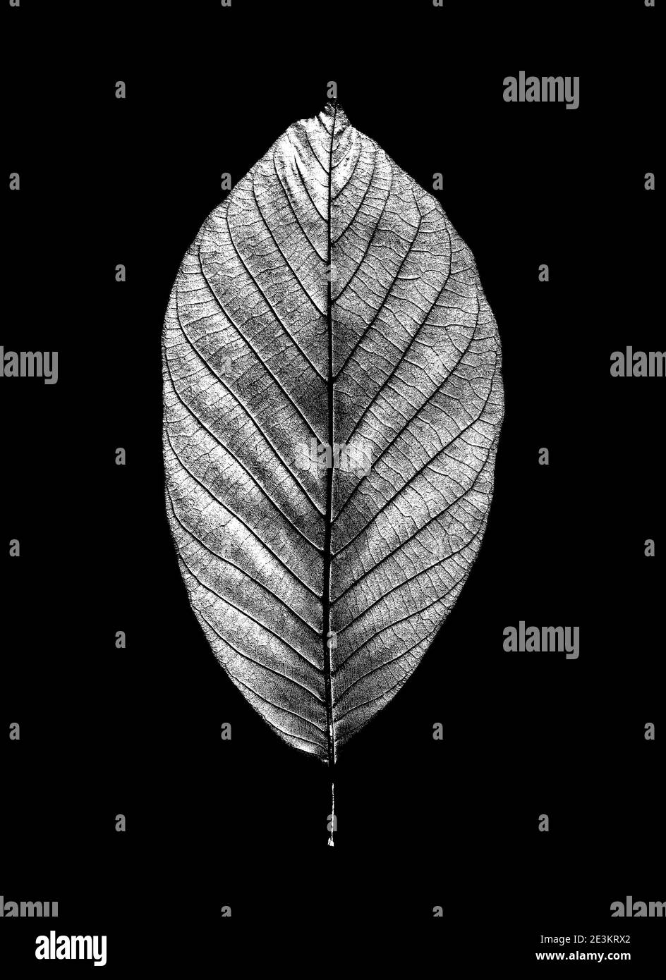 walnut leaf isolated on black Stock Photo Alamy