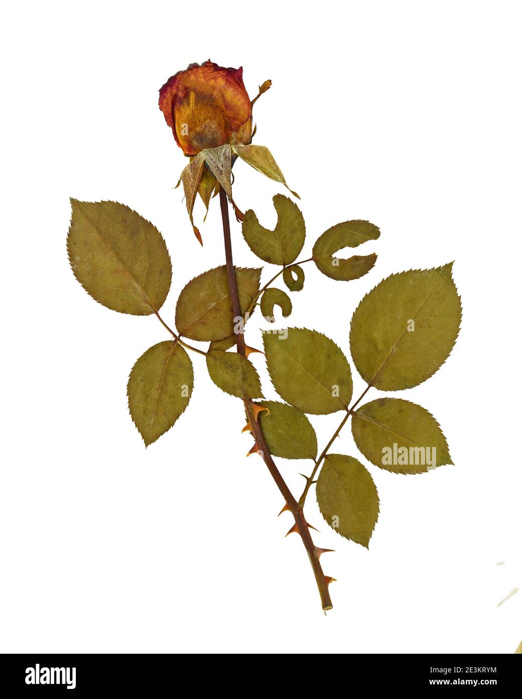 Rosa. Rose. Herbarium with dry pressed on white background Stock Photo Alamy