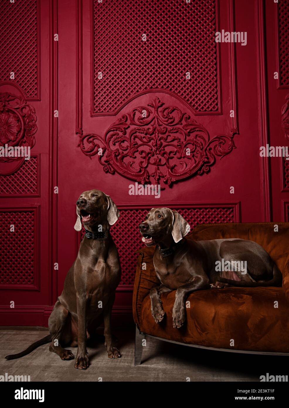 Two Beautiful grey brown Weimaraner dogs sitting in luxury red interior one dog lying on leather armchair  Stock Photo