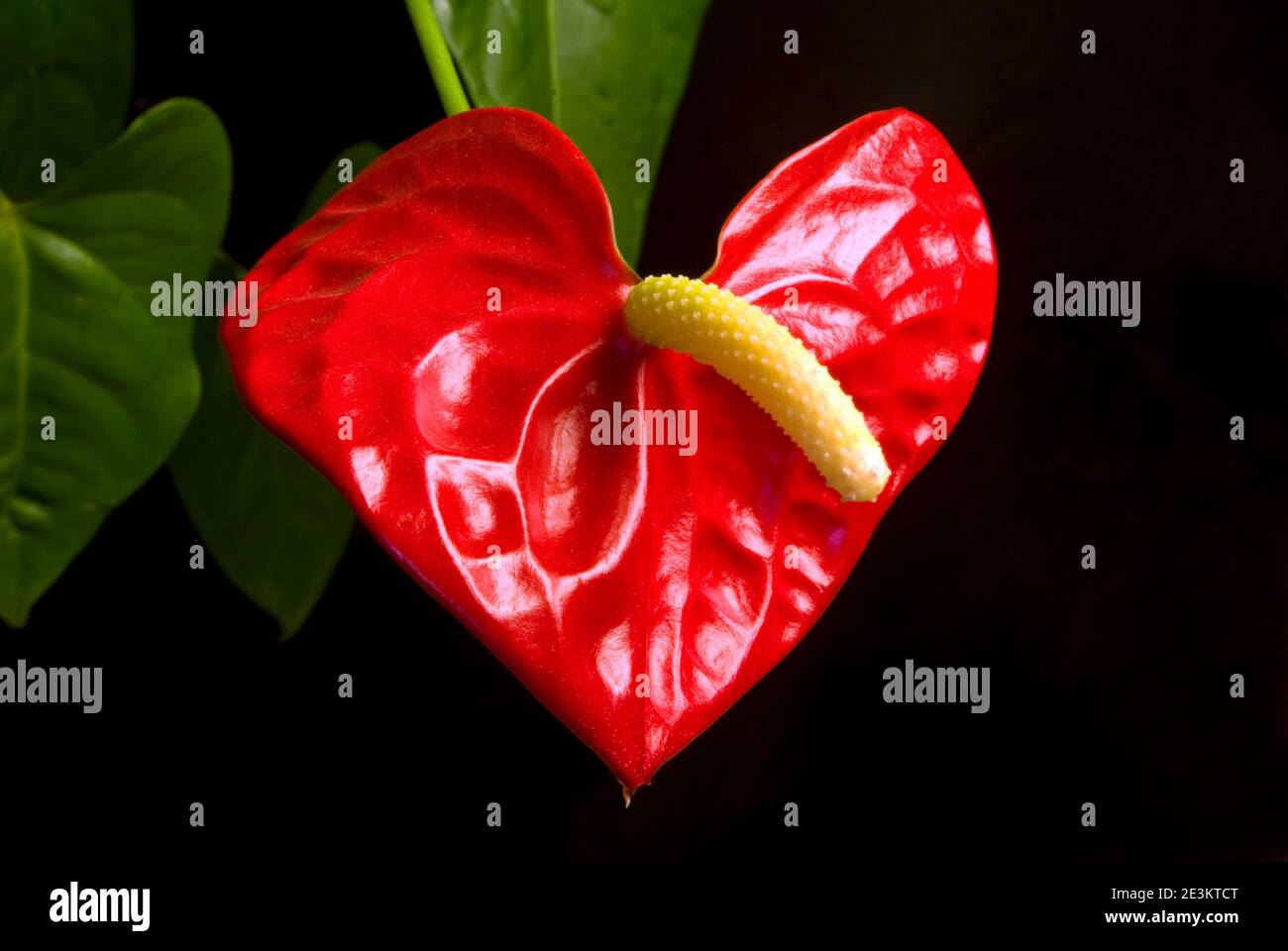 Single Anthurium Andraeanum flower on black background Stock Photo