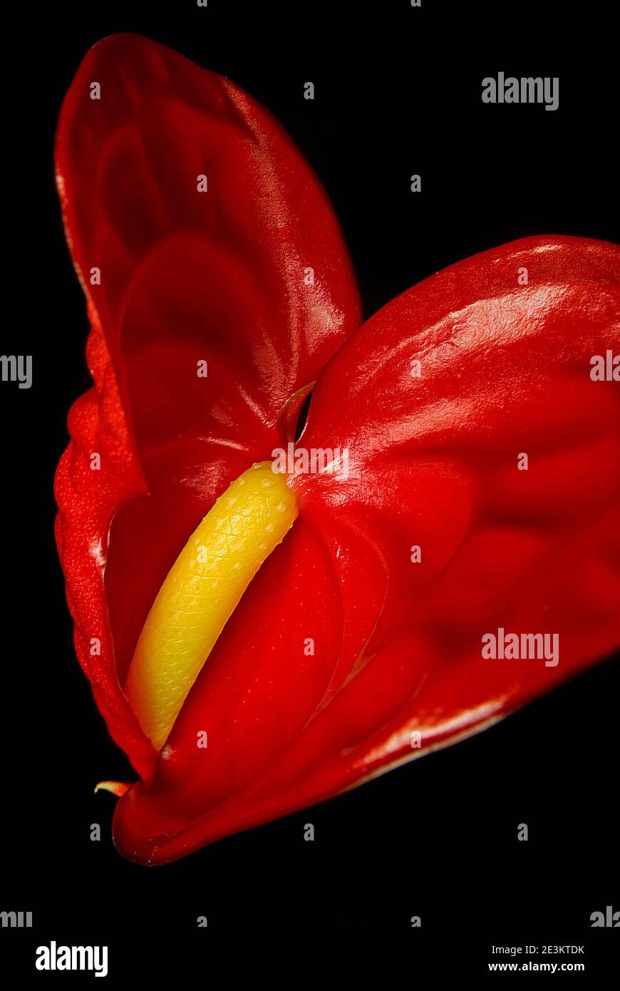 Single Anthurium Andraeanum flower on black background Stock Photo