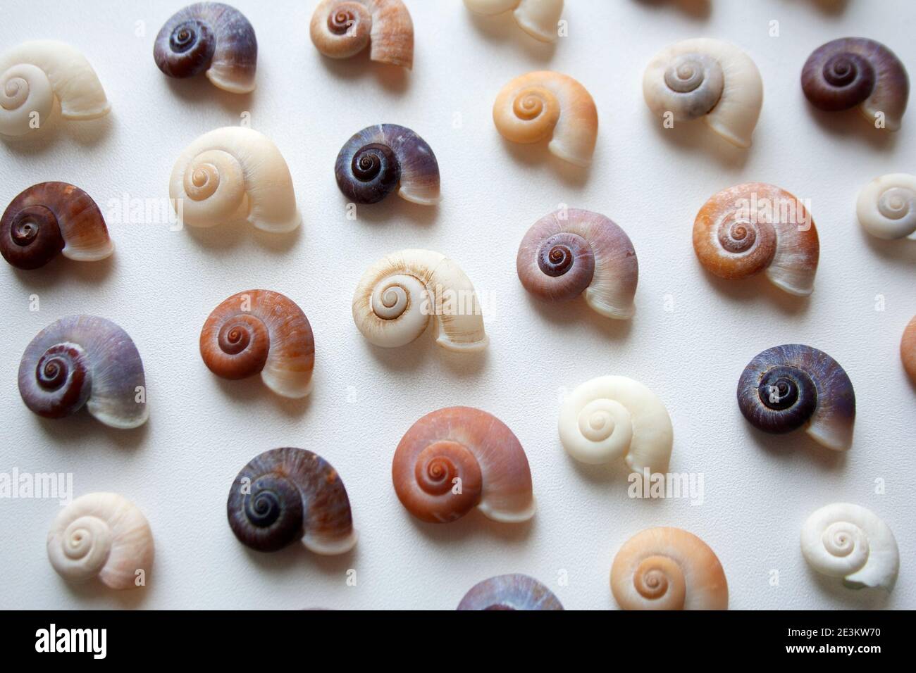 Pastel colored spiral seashells pattern on white background close up Pastel colored spiral seashells pattern on white background close up