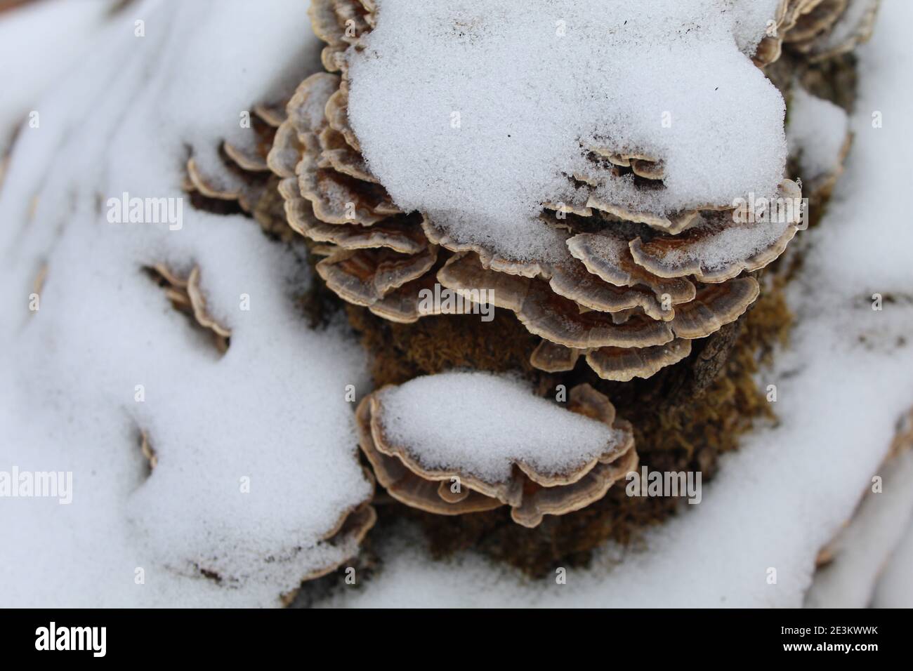 Turkey tail mushroom hires stock photography and images Alamy