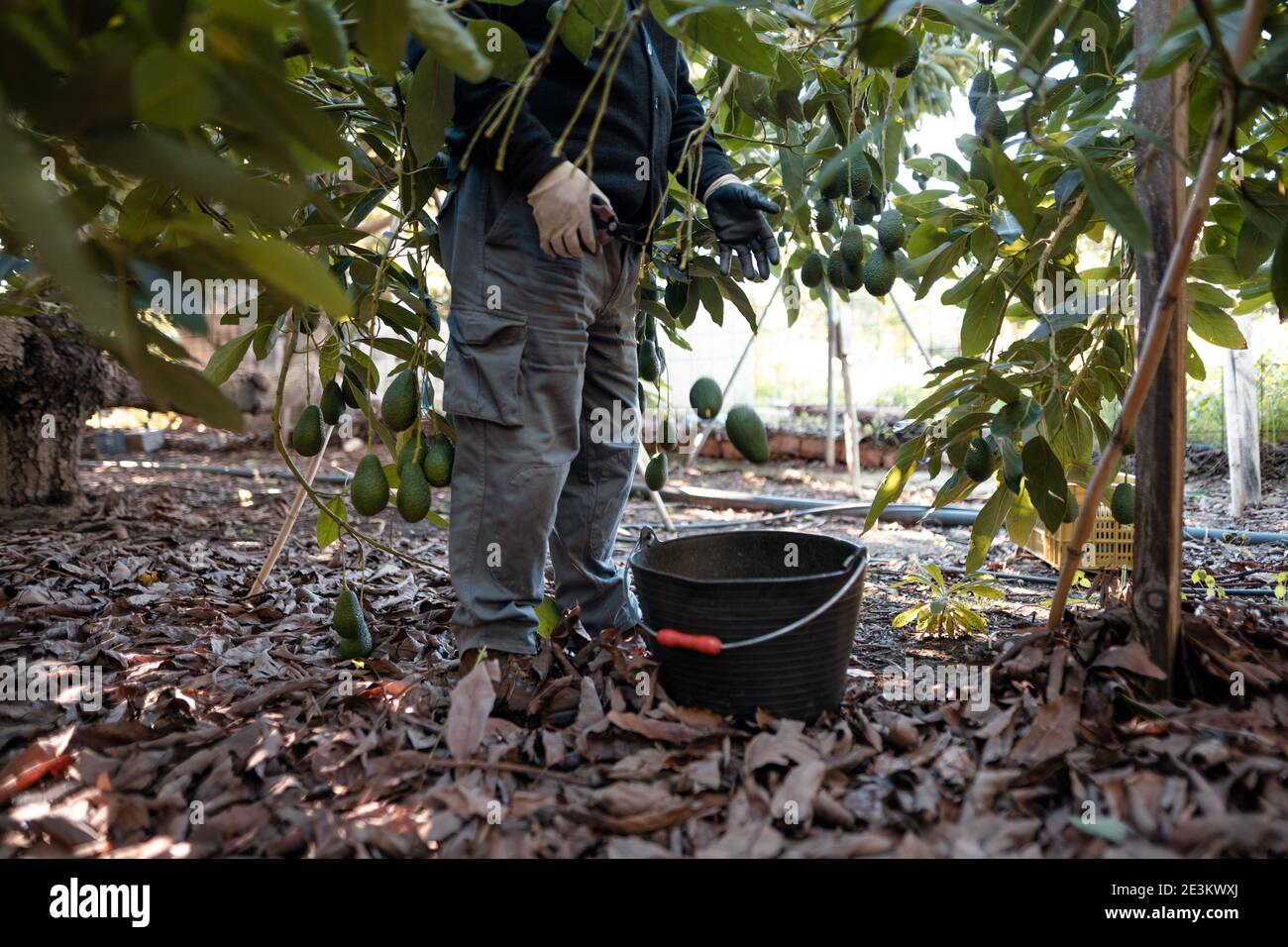 Avocado farm mexico hires stock photography and images Alamy