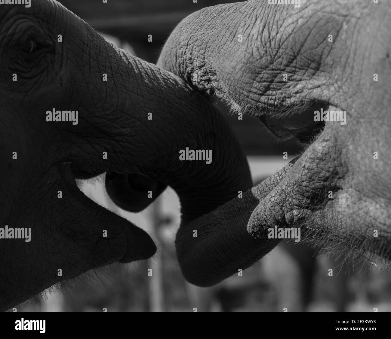 Two Elephants Kissing Stock Photo Alamy