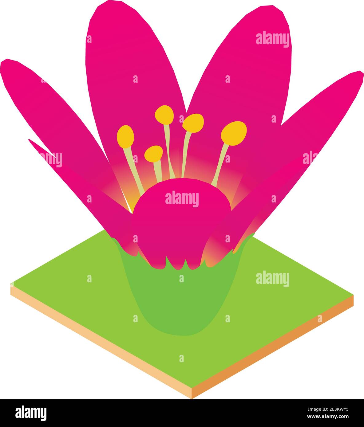 Lotus flower icon. Isometric illustration of lotus flower vector icon ...