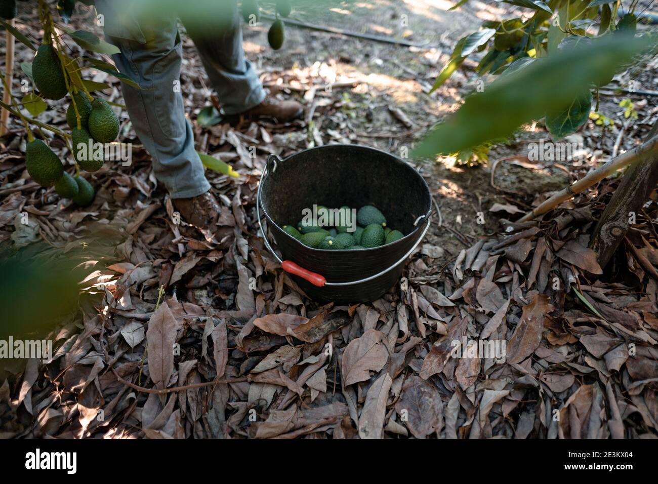 Avocado farm mexico hires stock photography and images Alamy