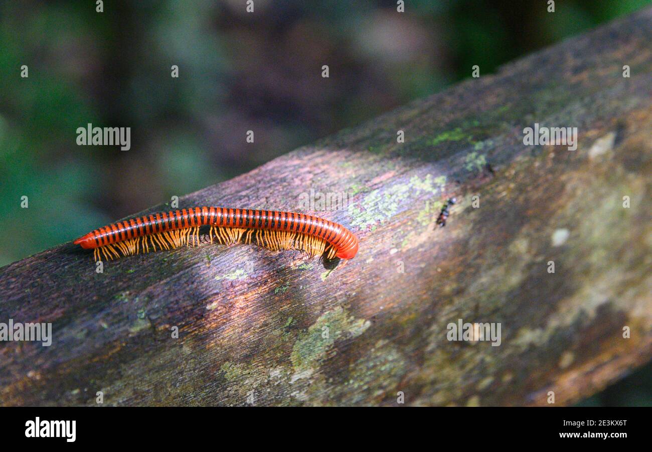 cherry red centipede Stock Photo