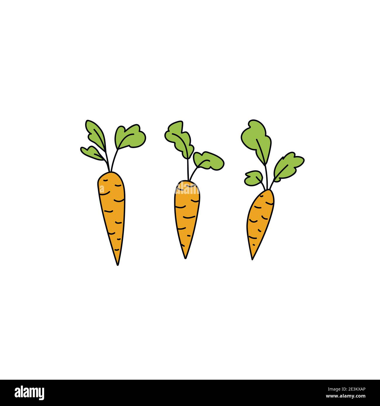 Three orange carrots with green rods on the white background. Vector bright cartoon card. Row, fresh, eco, vegan, organic. World Vegetarian Day. Stock Vector