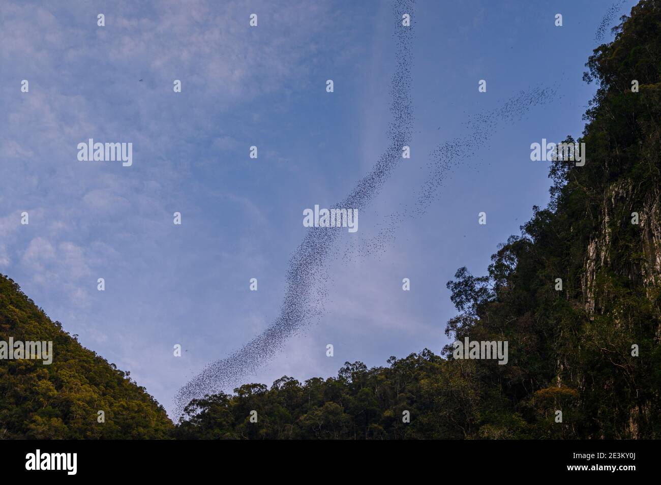 large bat exodus from cave in Malaysia Stock Photo Alamy