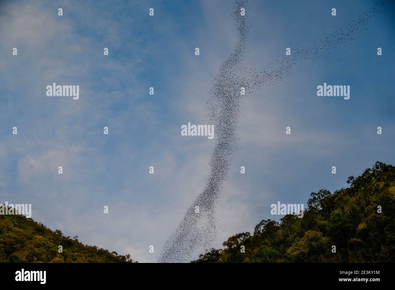 large bat exodus from cave in Malaysia Stock Photo Alamy