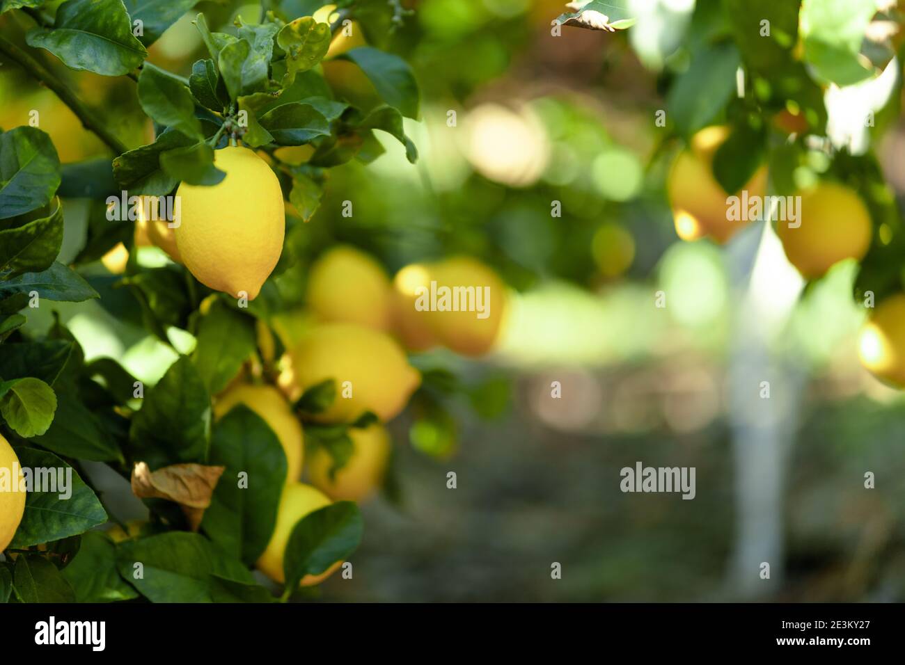 Organic lemon plantations background in Málaga, Andalusia, Spain Stock