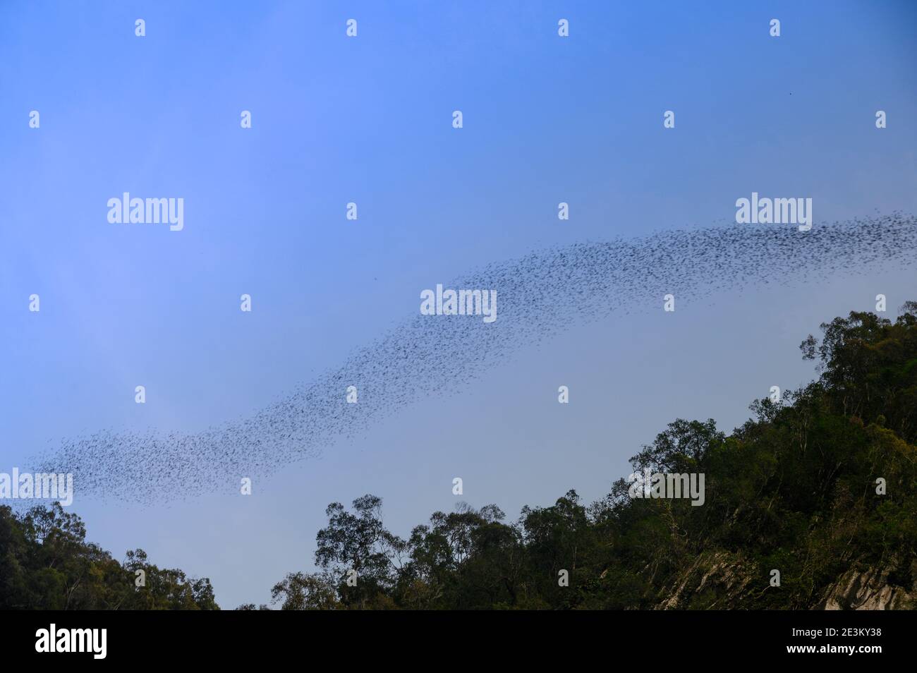 large bat exodus from cave in Malaysia Stock Photo Alamy