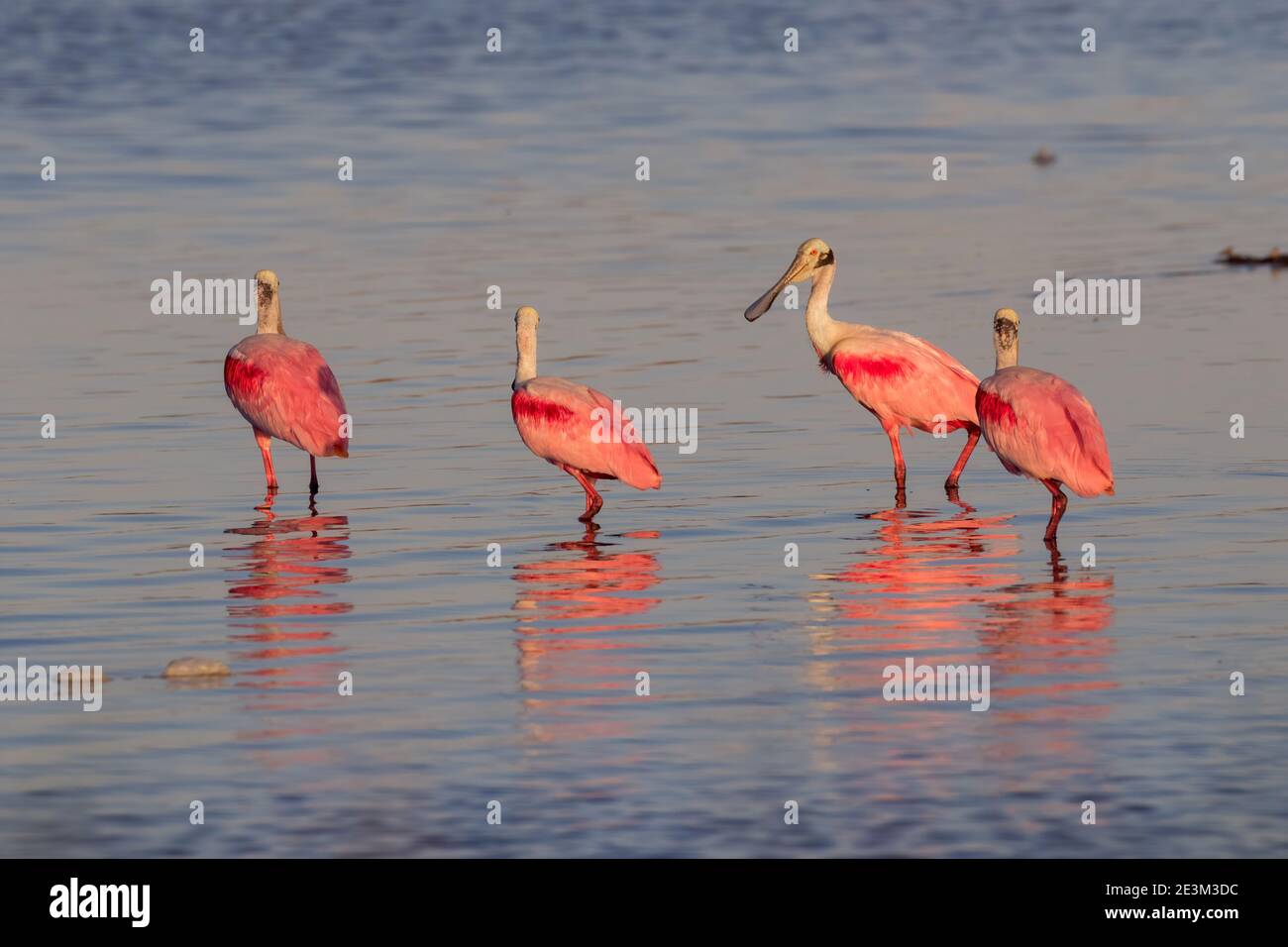 The group of spoonbills feeding in the Galveston Bay, Texas, USA Stock
