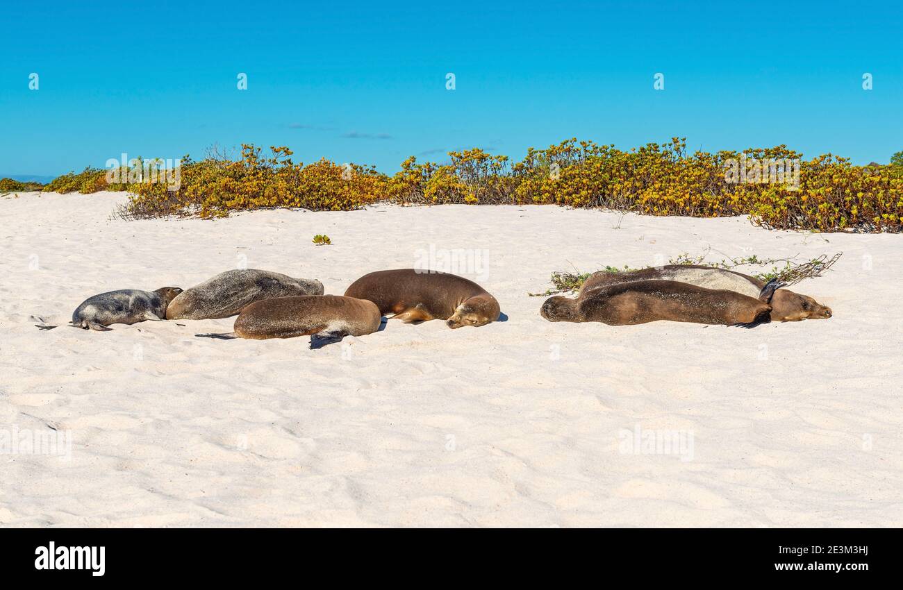 Colony of Galapagos Sea Lions (Zalophus wollebaeki) sleeping on Gardner Bay beach on Espanola Island, Galapagos Islands national park, Ecuador. Stock Photo