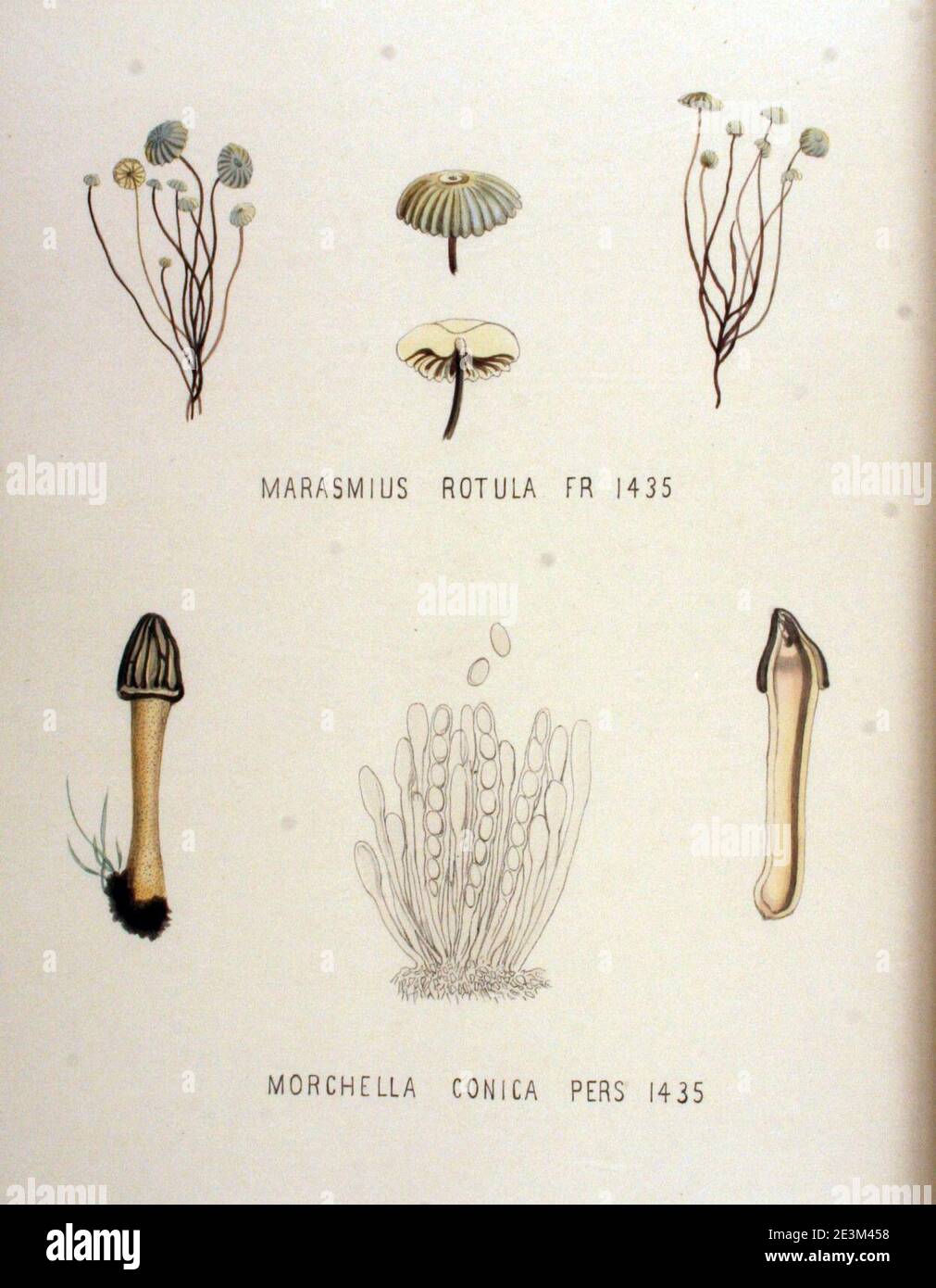 Marasmius rotula   Flora Batava   Volume v18. Stock Photo