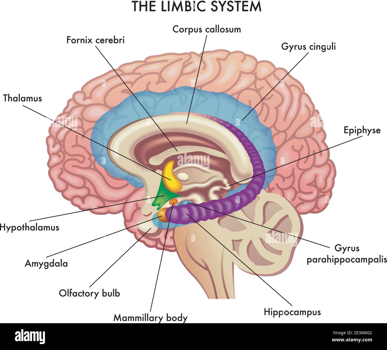 Medical illustration shows the major organs of the Limbic System of the human brain, with annotations. Stock Vector