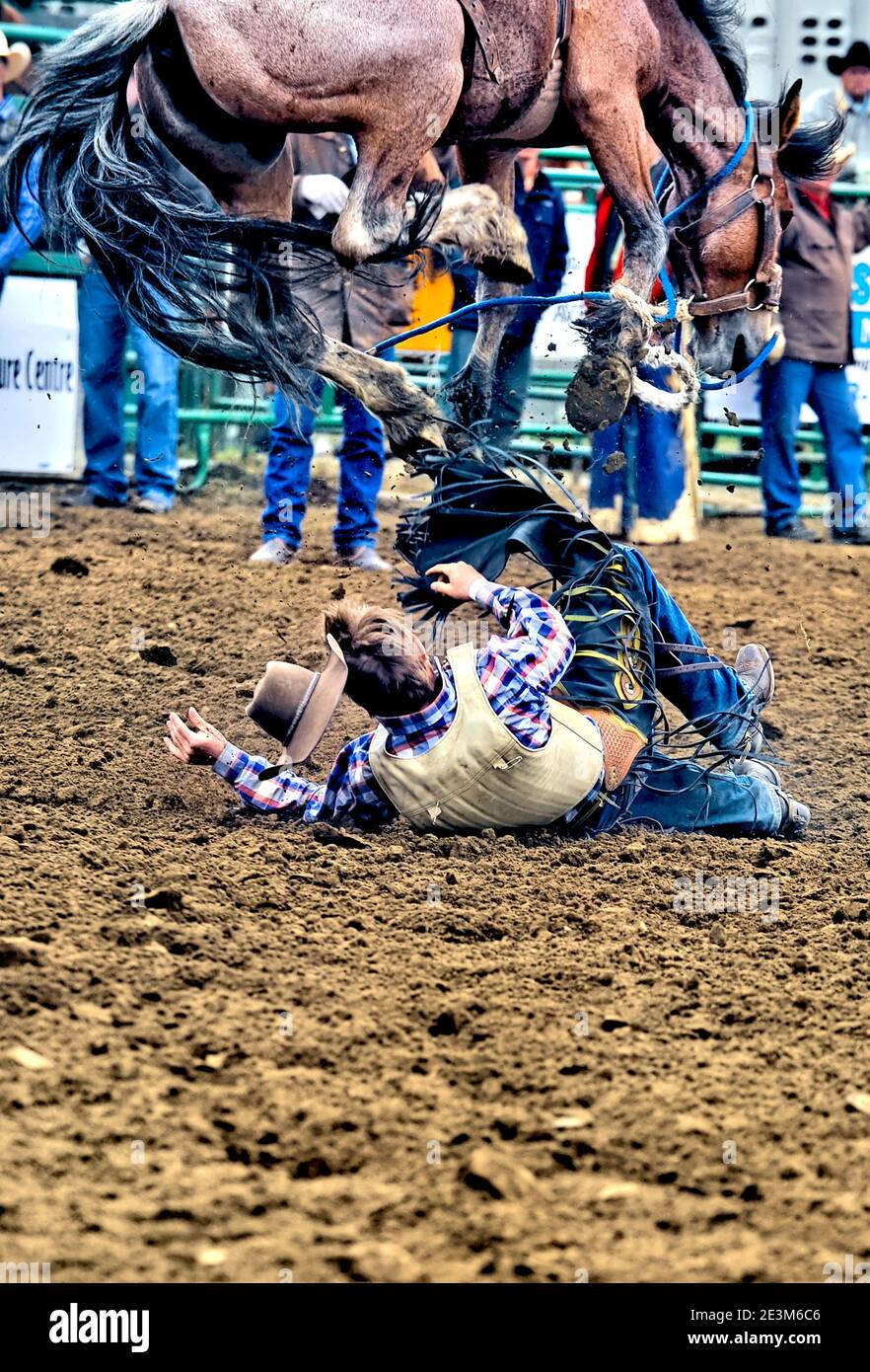 A bareback horse rider is bucked off and on the ground as his horse jumps over him at an Alberta rodeo event Stock Photo